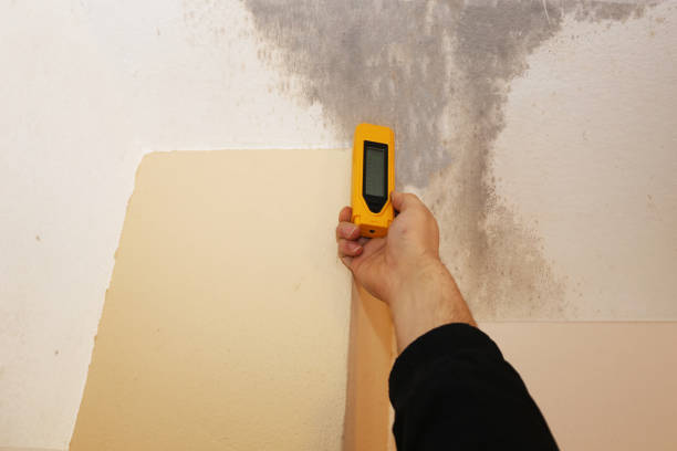 Best Mold Damage Restoration  in Buckner, KY