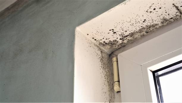 Best Residential Mold Inspection & Testing  in Buckner, KY