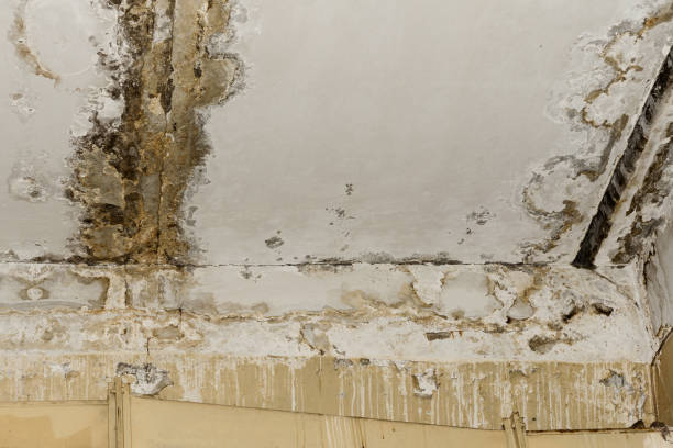 Mold Documentation for Insurance Claims in Buckner, KY
