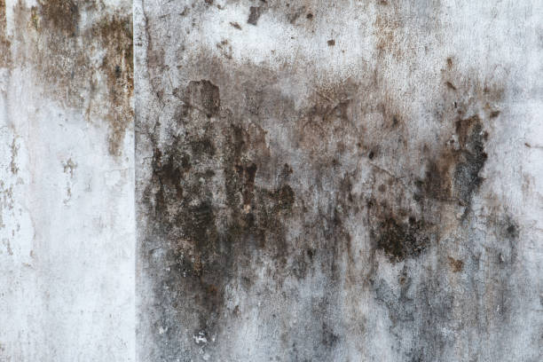 Best Dehumidification Services  in Buckner, KY