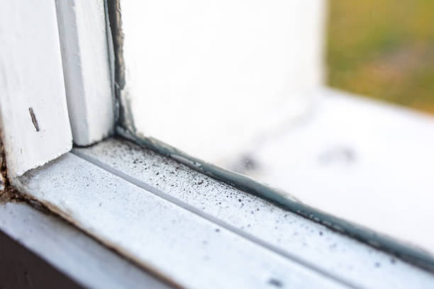 Environmental Consulting for Mold Prevention in Buckner, KY