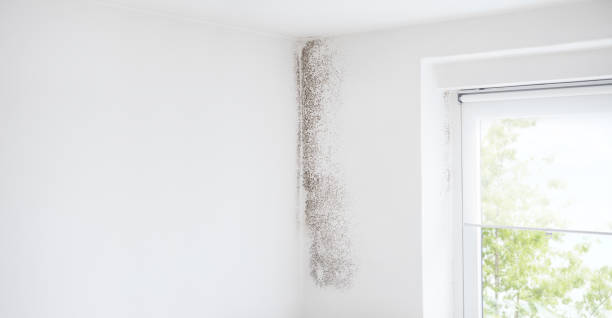 Best Attic Mold Removal  in Buckner, KY