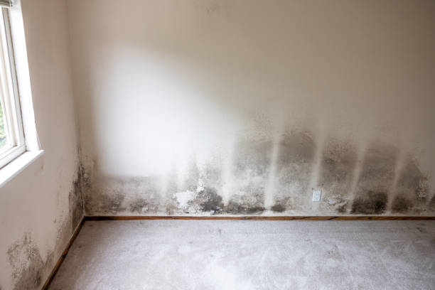 Reliable Buckner, KY Mold Removal Solutions